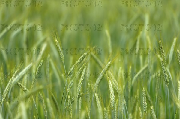Grain field with unripe ears of rye (Secale cereale), delicate structure, texture, background image, Aschheim, Upper Bavaria, Bavaria, Germany
