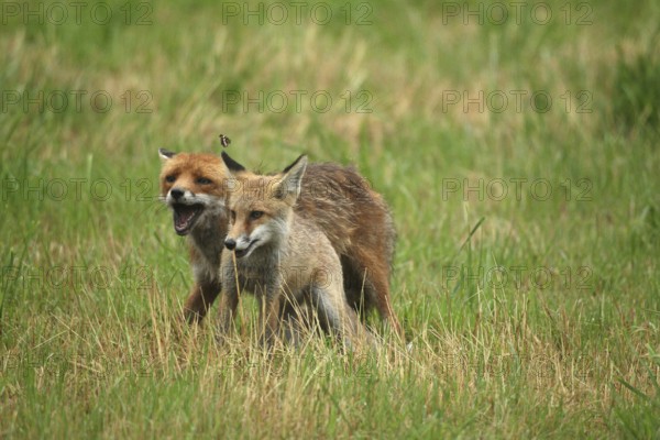 Red fox (Vulpes vulpes) male bites away weaned young, should finally become independent, butterfly Apatura iris female sails overhead, mown meadow, light rain, Allgäu, Bavaria, Germany, Allgäu, Bavaria, Germany