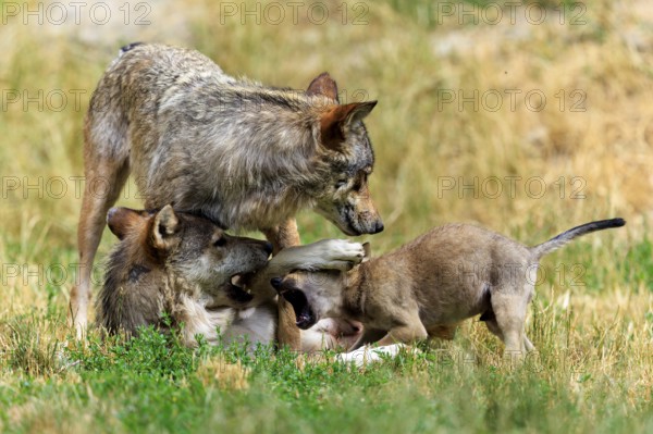 Family group of wolves playing and showing affection in a natural environment, Timberwolf, wolf, American wolf, (Canis lupus lycaon), pup, Germany