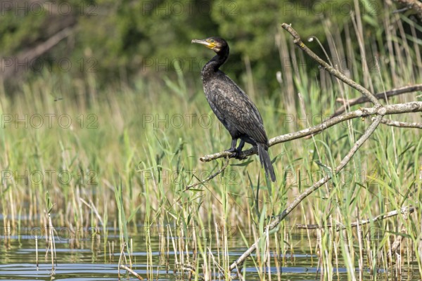 Cormorant (Phalacrocorax carbo) sitting on a branch, Leppinsee, Mecklenburg Lake District, Mecklenburg-Western Pomerania, Germany