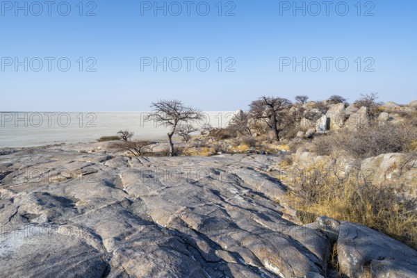 African baobab or baobab tree (Adansonia digitata), several trees overlooking the salt pan, Kubu Island (Lekubu), Sowa Pan, Makgadikgadi Salt Pans, Botswana