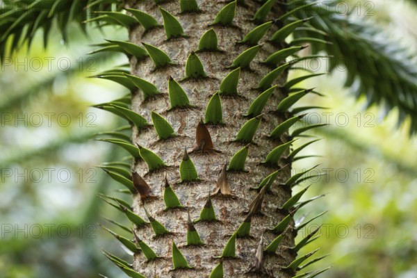 Trunk of a monkey puzzle tree (Araucaria araucana), Inverewe Gardens, Poolewe, Loch Ewe, Highlands, Highlands, Scotland, Great Britain