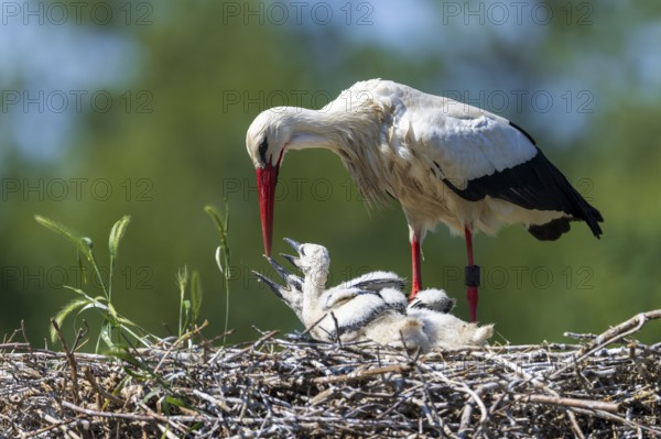 Stork feeding its chicks in the nest in front of a green, blurred background, White Stork (Ciconia ciconia), wildlife, Germany