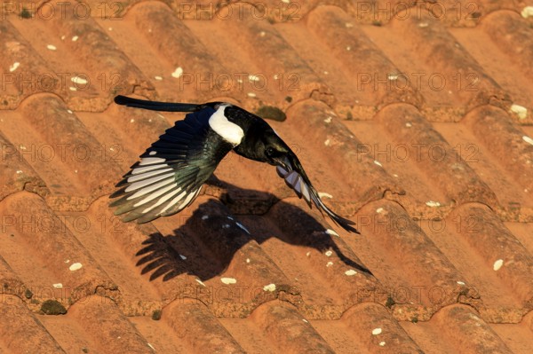 A magpie flies over a terracotta tile roof, casting a distinct shadow, Magpie (Pica pica) wildlife, Germany