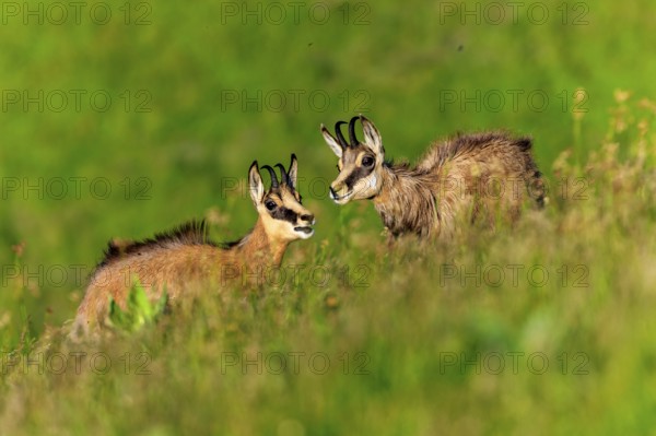 Two chamois in a green landscape communicating with each other, chamois, chamois, (Rupicapra rupicaprae), wildlife, Vosges, France