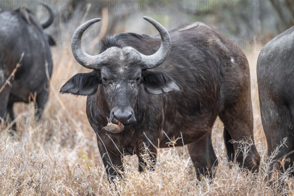 Cape buffalo (Syncerus caffer caffer) with yellow-billed oxpecker (Buphagus africanus) on the nose, Kruger National Park, South Africa