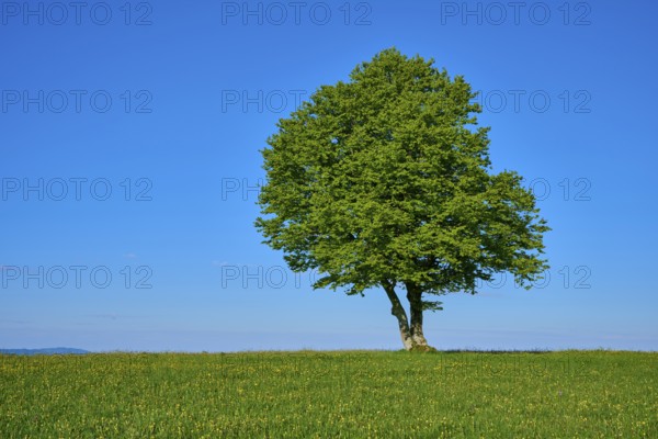 A single beech tree on a green meadow under a bright blue sky, spring, Schauinsland, Freiburg im Breisgau, Black Forest, Baden-Württemberg, Germany