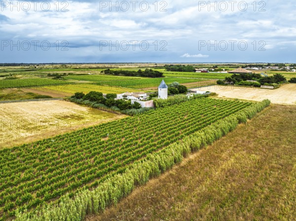 Fields and Grape plantations from a drone, Saint-Clement-des-Baleines, Atlantic, France