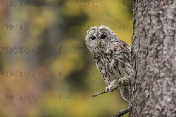 In front of colourful autumn leaves... Tawny owl (Strix aluco), medium-sized native, widespread, relatively common owl looks into the camera, typical owl call, predominantly nocturnal owl, rests during the day in trees and wall niches, native nature, wildlife, Germany