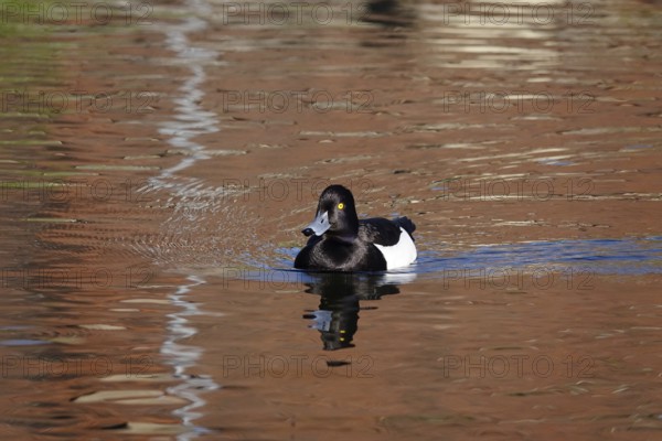 Tufted duck on a lake, May, Germany
