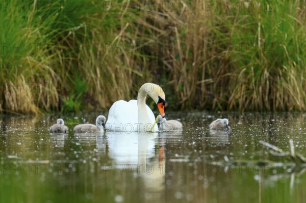 A swan with chicks in the water of a pond, surrounded by grass, Mute Swan, (cygnus olor), wildlife, Germany