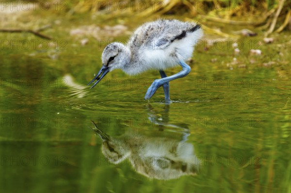 Bird foraging in the water, with its movements on the surface, Avocet, (Recurvirostra avosetta), France