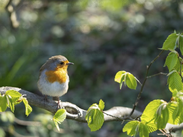 Robin (Erithacus rubecula) standing on a branch in the garden, North Rhine-Westphalia, Germany