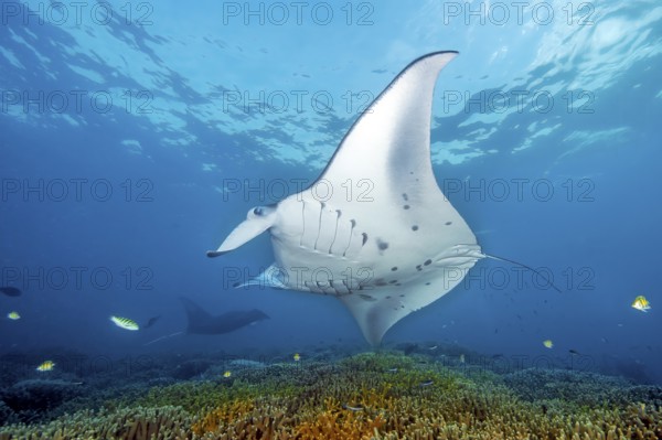 Underwater photo of giant ray manta (Manta alfredi) reef manta popularly devil ray plankton eater swims over shallow coral reef with cleaning station, in the background silhouette of another manta, Pacific Ocean