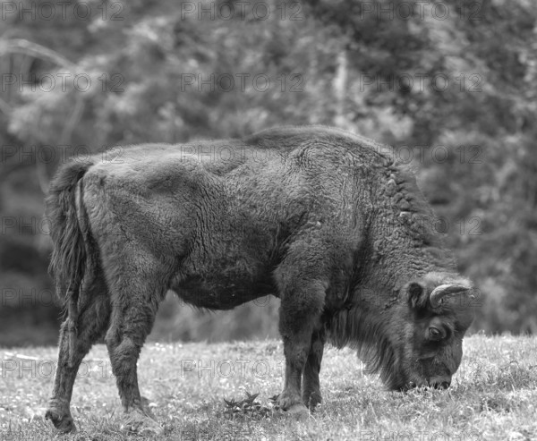 European bison (Bison bonasus) grazing, wildlife park, Bavaria, Germany