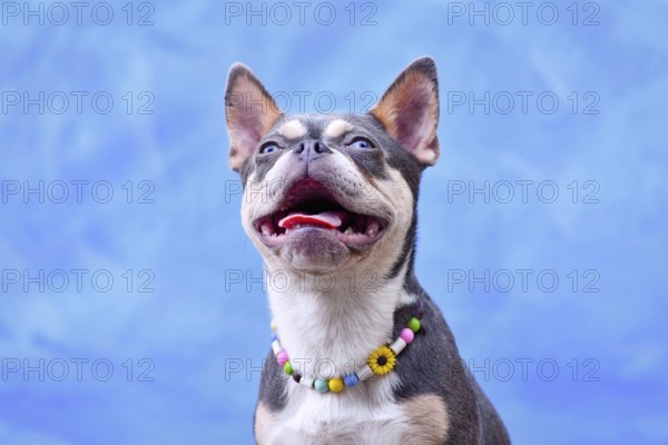 Lilac Orange Tan Maskless French Bulldog dog wearing EM ceramics anti-thick necklace in front of blue background