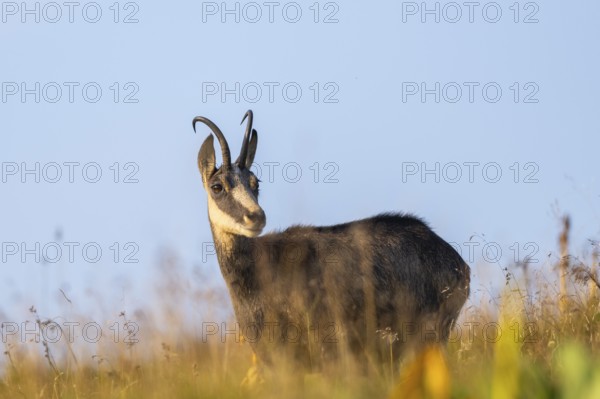 Chamois (Rupicapra rupicapra) on a meadow in the Vosges Mountains, wildlife, France