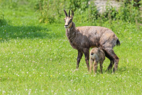 An adult female chamois (Rupicapra rupicapra) suckles her young on a sunny day in a green meadow.. Tyrol, Austria