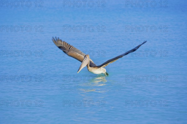 Brown pelican (Pelecanus occidentalis) starting flight, Key West, Florida, USA
