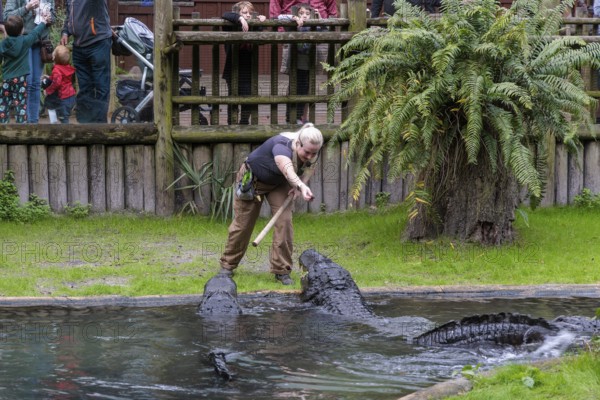 Woman feeding and talking about alligators during a show at the St. Augustine Alligator Farm Zoological Park in Florida