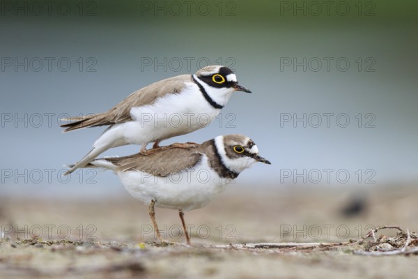Little Ringed Plover (Charadrius dubius) pair mating, North Rhine-Westphalia, Germany