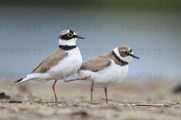 Little Ringed Plover (Charadrius dubius) pair displaying, North Rhine-Westphalia, Germany