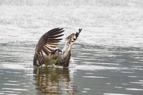 Western Osprey (Pandion haliaetus), Poland
