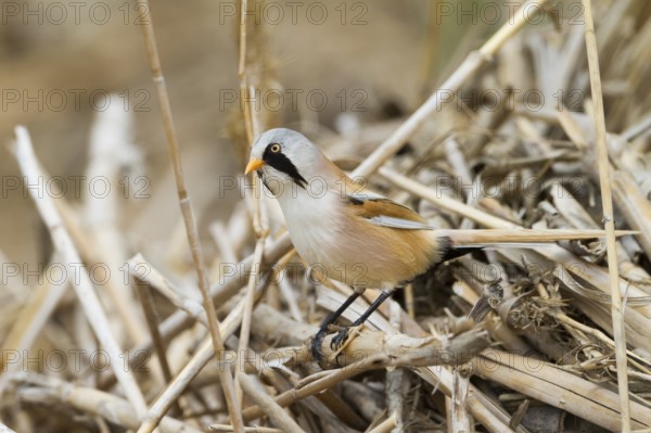 Bearded Reedling - Bartmeise - Panurus biarmicus ssp. russicus, Kazakhstan, adult male