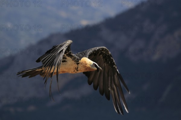 Bearded Vulture (Gypaetus barbatus) flying, Catalonia, Spain