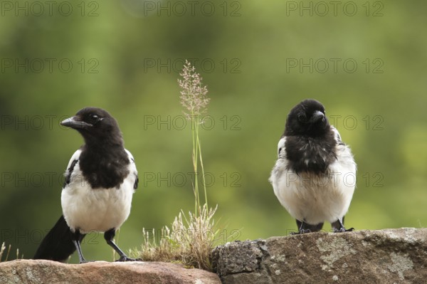 Eurasian Magpie (Pica pica) juvenile, Scotland, United Kingdom