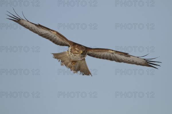Common Buzzard (Buteo buteo), Saxony, Germany