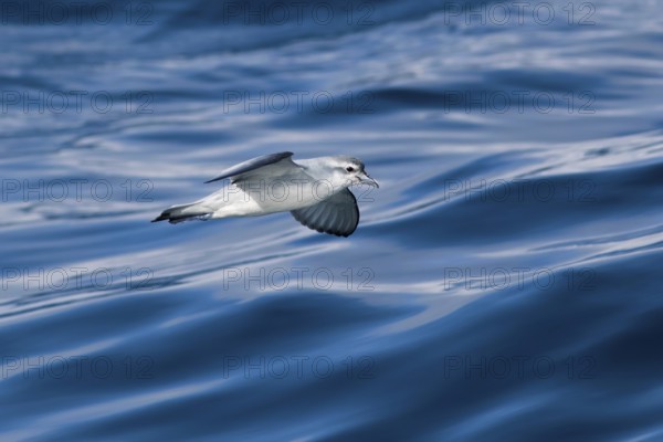 Fairy Prion (Pachyptila turtur) flying, Victoria, Australia