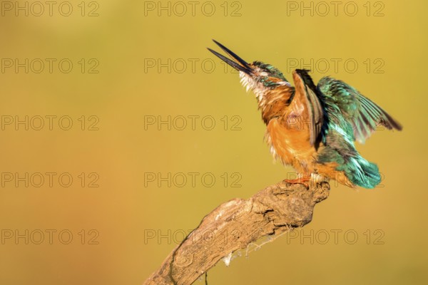 Common Kingfisher (Alcedo atthis) perched on a branch, Andalusia, Spain