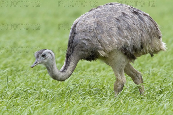 Greater Rhea (Rhea americana) foraging, Mecklenburg-Western Pomerania, Germany