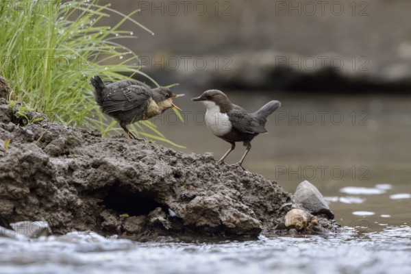 White-throated Dipper (Cinclus cinclus) with juvenile begging for food, North Rhine-Westphalia, Germany