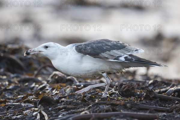 Great Black-backed Gull (Larus marinus) juvenile, North Sea, Germany