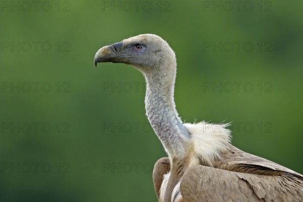Griffon Vulture (Gyps fulvus), Rhodopen, Bulgaria