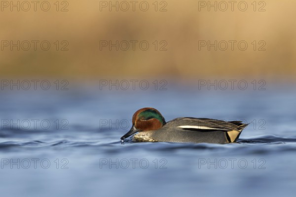 Wintertaling, Eurasian teal, Anas crecca