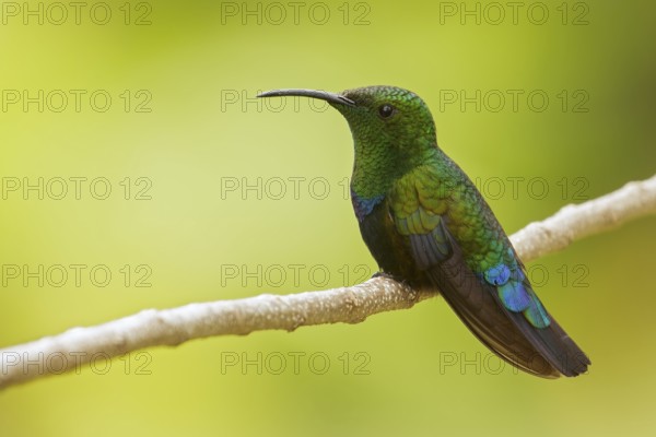 Green-throated Carib (Eulampis holosericeus) perched on a branch on the Caribbean Island of Martinique