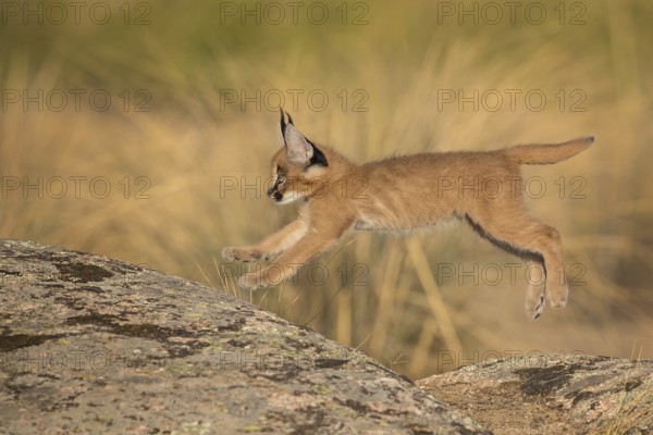 Caracal (Caracal caracal) cub jumping over rocks, Castile-La Mancha, Spain