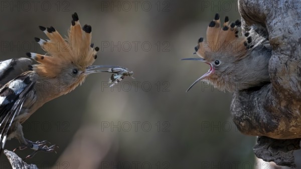 Eurasian Hoopoe (Upupa epops) feeding juvenile in breeding cavity, Saxony-Anhalt, Germany