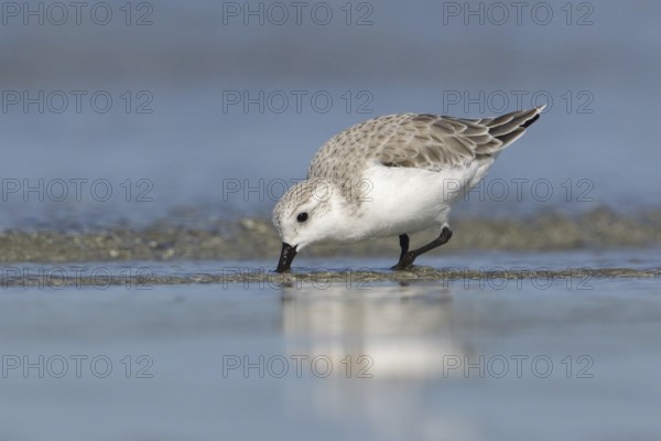Sanderling (Calidris alba) foraging, Victoria, Australia