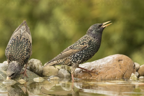 Common Starling (Sturnus vulgaris) drinking at a waterhole, Bavaria, Germany