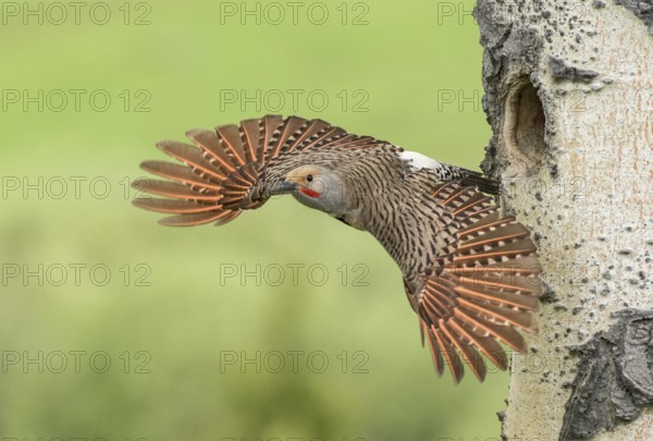 Northern Flicker (Colaptes auratus) male leaving nest hole, British Columbia, Canada