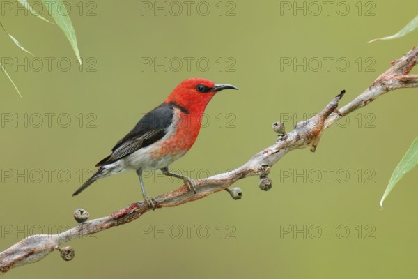Scarlet Myzomela (Myzomela sanguinolenta) male, Victoria, Australia