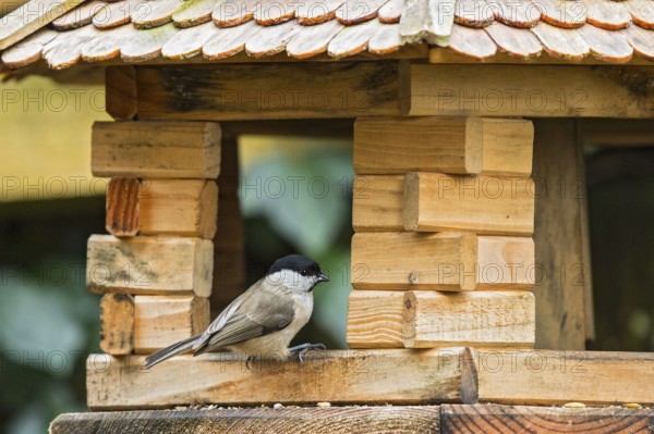 Marsh Tit (Poecile palustris) at winter feeder, Bavaria, Germany