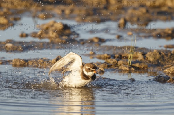Common Ringed Plover (Charadrius hiaticula) bathing, Mallorca, Spain