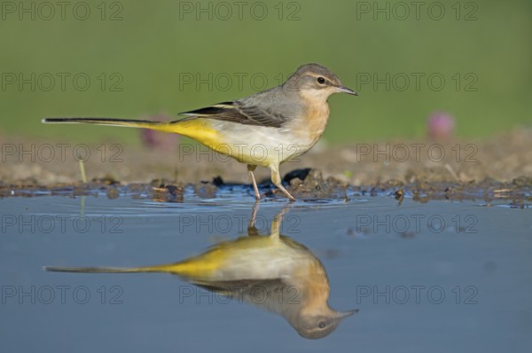 Grey Wagtail (Motacilla cinerea) at a waterhole, Aosta Valley, Italy