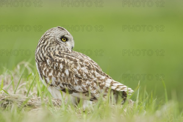 Short-eared Owl (Asio flammeus) on ground, Emilia-Romagna, Italy