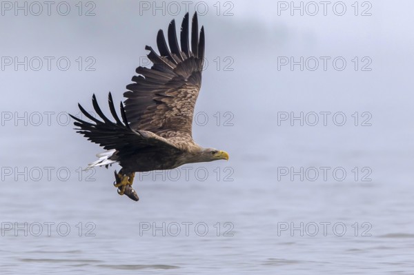 White-tailed Eagle (Haliaeetus albicilla) flying with fish prey in its claws, Mecklenburg-Western Pomerania, Germany